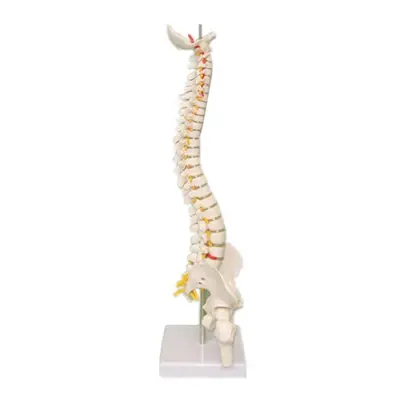 45CM Spine Model With Pelvis Femur Heads 1/2 Life Lab Equipment Detailed Toys