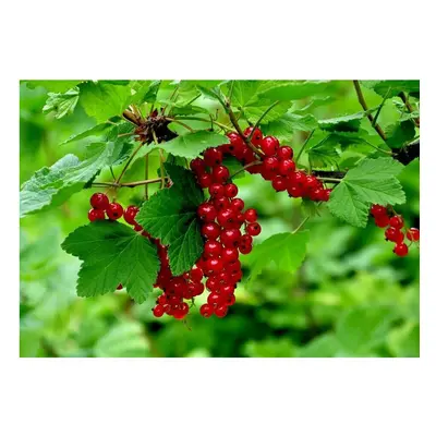 Red Currant Standard Fruit Tree Ribes nigrum 100-120cm tall in 5L pot