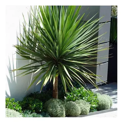 Cordyline australis - GIANT EXTRA LARGE 5-6ft Specimen Palm Trees