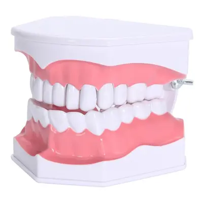 Dental Adult Education Teaching Model with Removable Lower Teeth and Toothbrush