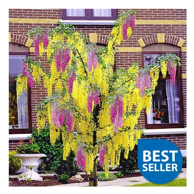 2 - ft Tall Adams Laburnum Laburnocytisus Adamii Vibrant Garden Tree