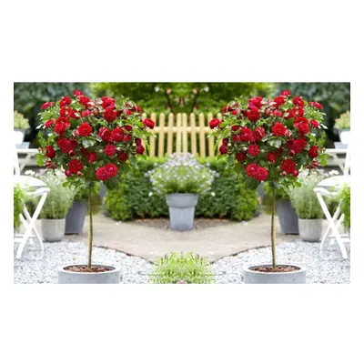 2 x Mini Standard RED Rose Tree 50cm Indoor Outdoor Garden Plants