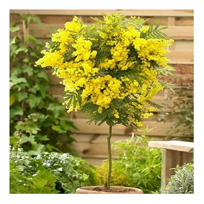 Mimosa Tree Acacia dealbata 'Gaulois Astier' live plant 70-100cm tall