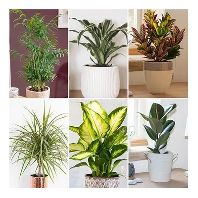 6 PACK of LIVE HOUSE INDOOR PLANTS in 12cm pots Easy Grow beginners