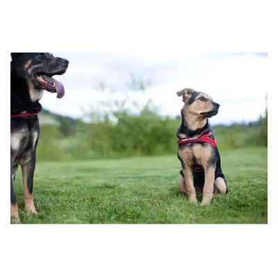 EzyDog Quick Fit Harness Red