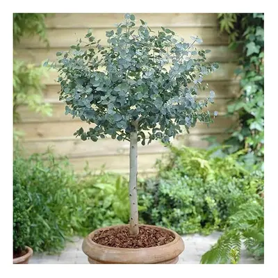 Eucalyptus Standard Tree lollipop form 75-90cm Tall in a 3L Pot