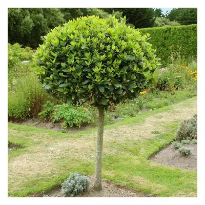 Sweet Bay Tree Standard evergreen Lollipop Tree 70-80cm tall