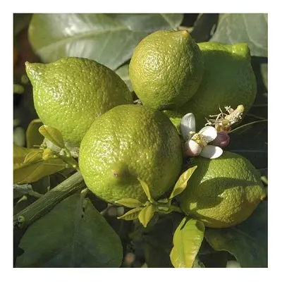 Large 4ft tall Tahitian Citrus Bearss Lime Tree in 6.5L pot Easy Grow