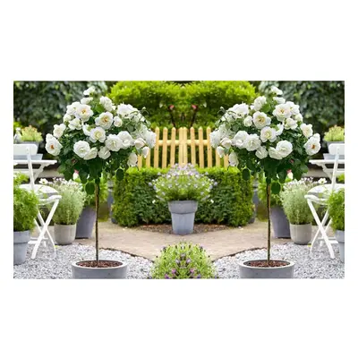 2 x Mini Standard White Rose Tree 50cm Indoor Outdoor Garden Plants