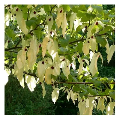 Davidia Involucrata Handkerchief Dove Tree Rare Unusual in pot