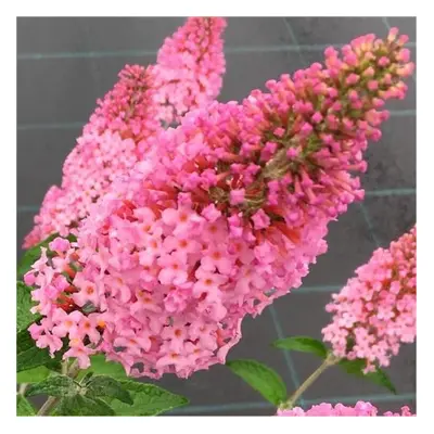 Butterfly Bush Buddleja davidii Pink 2-3L pot Long flowering