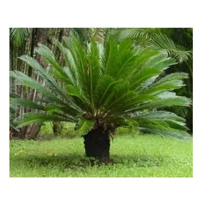 Cycad revoluta large Specimen King Sago Palm Cycas 40-60cm tall