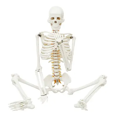 85cm Lifesize Detachable Human Skeleton Bone Model Removable Arms Legs w Stand Anatomical Decora