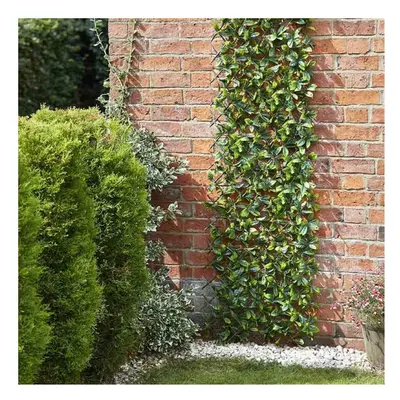 Smart Garden Lemon Leaf X 90cm Trellis