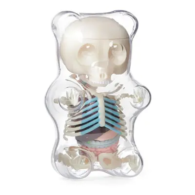 Anatomy Model Gummi Bear Skeleton Anime Assembly Action Figure Gifts Science Animal Model