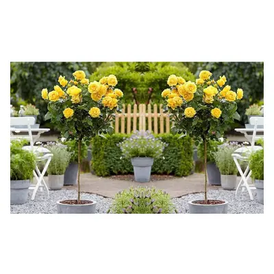 2 x Mini Standard Yellow Rose Tree 50cm Indoor Outdoor Garden Plants