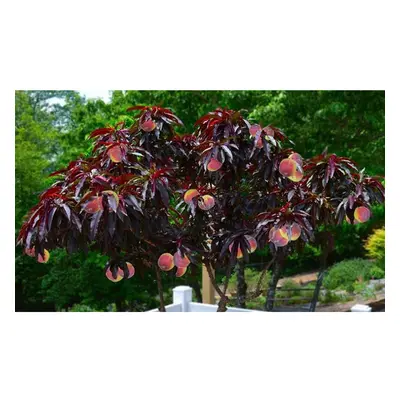 Hardy Crimson Bonfire Red leaf Patio Peach Dwarf Tree 70-100cm tall