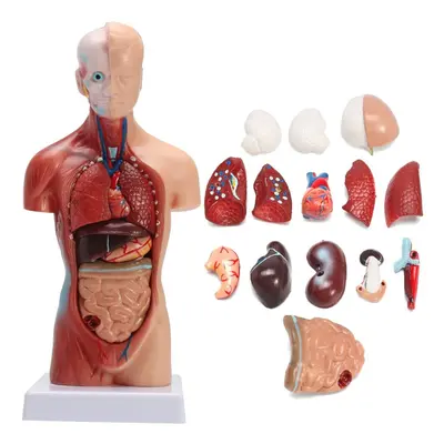 Human Torso Body Anatomy Model Heart Brain Skeleton School Educational