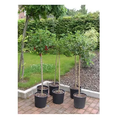 Blackcurrant Standard Fruit Tree Ribes nigrum 80cm stem 100-120cm tall