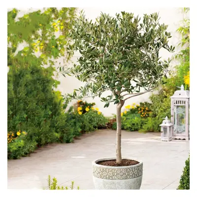 Mediterranean Olive Tree Standard Lollipop Form 80-100cm tall