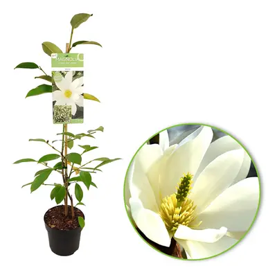 New Zealand Michelia Evergreen Fragrant Winter Magnolia Fairy White