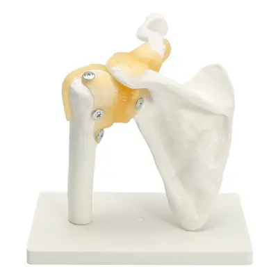 Anatomical Functional Human Shoulder Joint Teaching Model