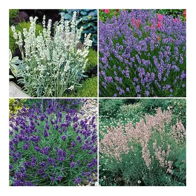 12 plug plants Fragrant Lavender in varieties ready to pot plant