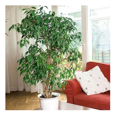 LIVE EXOTIC TREE Ficus benjamina Weeping Fig 90cm tall in a 21cm pot