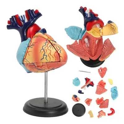 4D Anatomical Human Heart Structural Models Anatomy Medical Teaching School