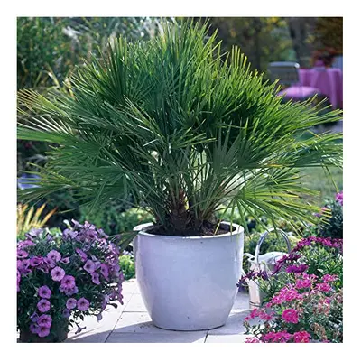 You Garden - Hardy Fan Palm Chamaerops humilis 60-80cm Tall in 20cm Pot, Bushy Palm Trees for Ga