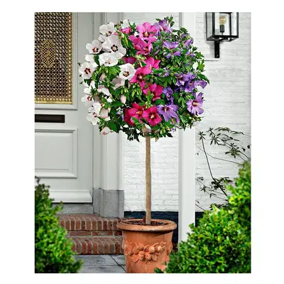 Exotic Look Hibiscus Tricolour Grafted Standard Tree 3ft tall in Pot