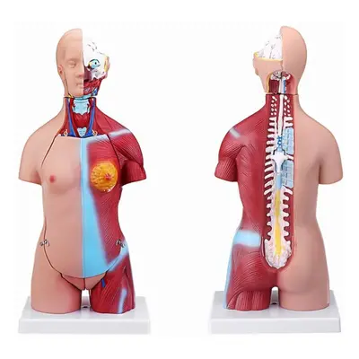 55cm Human Anatomy Unisex Torso Assembly Visceral Anatomical Model