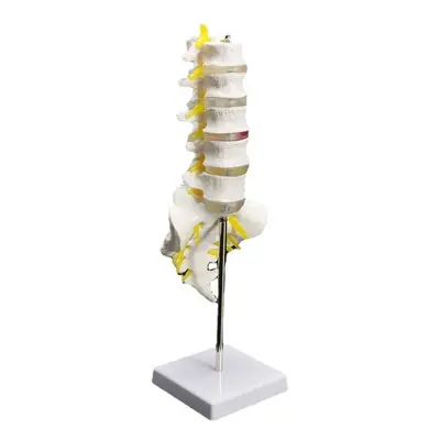 12''Life Size Chiropractic Human Anatomical Lumbar Vertebral Spine Anatomy Model