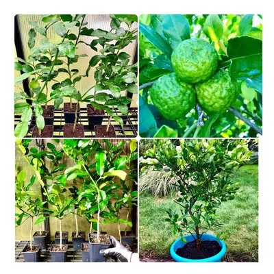 Dwarf Kaffir Lime Citrus hystrix Baby Fruiting Tree Plant in 2L pot