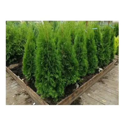 5 to 6ft Bushy Thuja occidentalis Smaragd Hedging Conifers Trees 10L pots