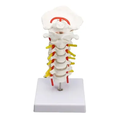 7'' Life Size Chiropractic Human Anatomical Cervical Vertebral Spine Model