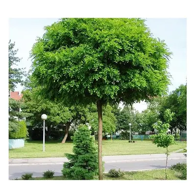 Large Robinia pseudoacacia umbraculifera Standard flowering Tree