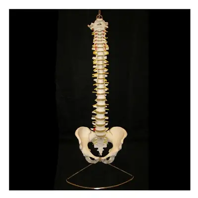 Professional Human Spine Model Flexible Medical Anatomical Spine Model