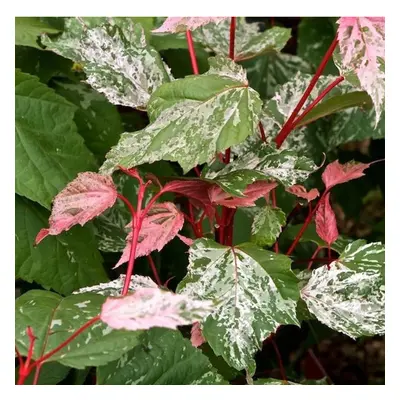 Acer x conspicuum Red Flamingo - Snake Bark Maple - Plant in L pot