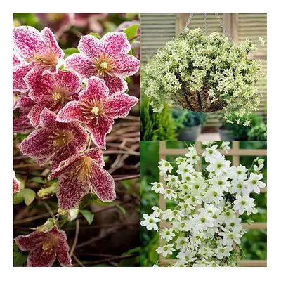 Pack of Evergreen Clematis Collection Evergreen Hardy Climber in pot