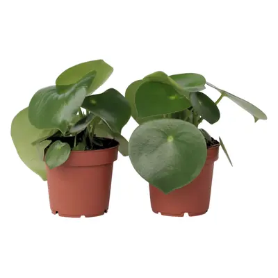 Peperomia Raindrop - Set of - Height 20-30cm - Pot 12cm