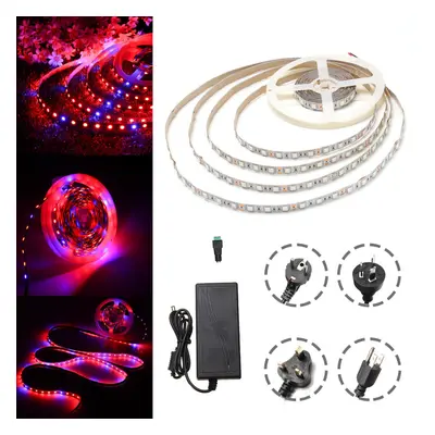 (UK Plug) DC12V 5M Non-waterproof SMD5050 R:B 3:1 Grow LED Strip Light + 5A Power Adapter + Fema