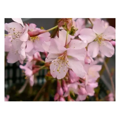 Prunus Nipponica Ruby Dwarf Patio Flowering Japanese Cherry Tree 3-4ft Supplied in a Litre Pot â