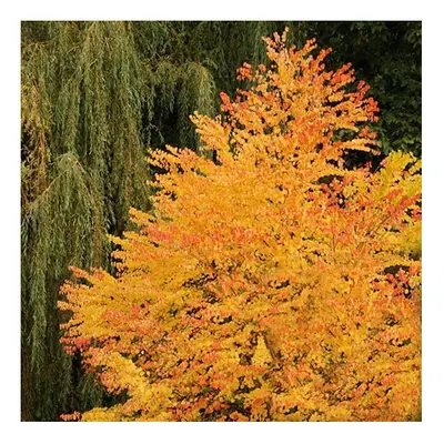 Toffee Apple Tree Plant Cercidiphyllum japonicum Katsura in 5L Pot