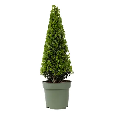 Ilex Crenata - Japanese Holly Pyramid - Height 55-65cm - Pot 21cm