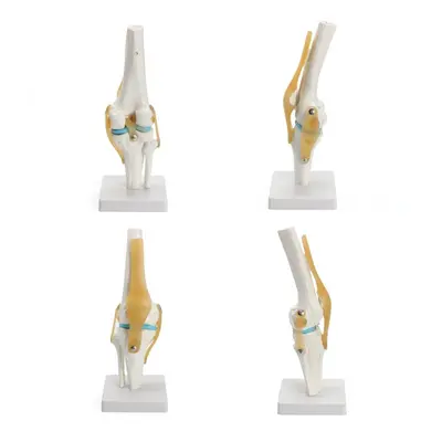 Knee Joint Model Human Skeleton Anatomy Study Display Teaching Set