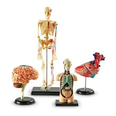 Learning Resources LER3338 Model Anatomy Bundle Set Of