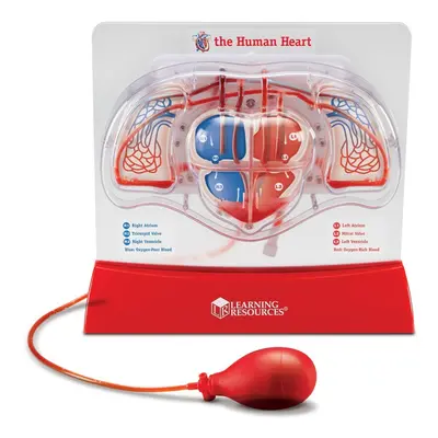 Learning Resources Pumping Heart Model