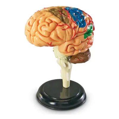 Learning Resources Brain Model 3.75 inches