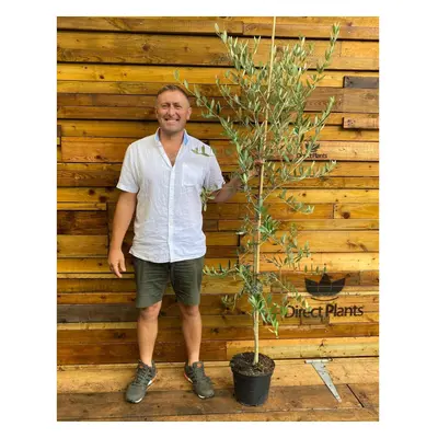 Large Olea Europaea Olive Tree 5-6ft Tall Supplied in a 7.5 Litre Pot